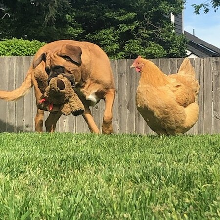 Maggie Mae with Blondie The Hen! 