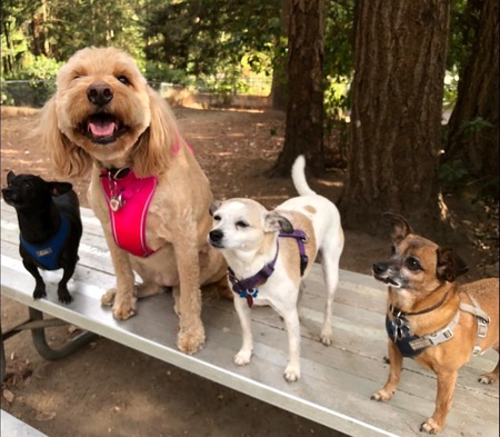 Rider, Maggie, Buddy & Gus