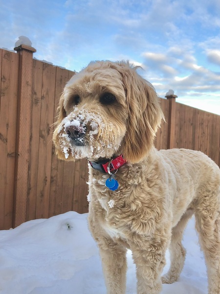 Kona