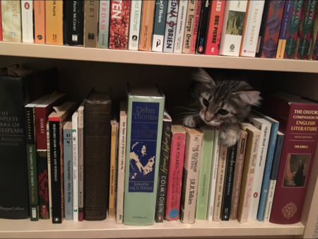 Dany Kitty