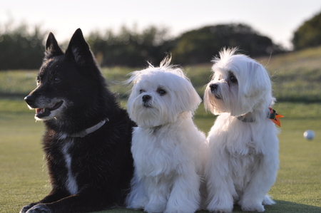 Bingo, Zoe, Maggie