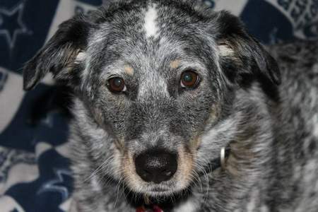 Dottie