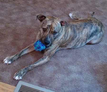 Cody (formerly Vinny)