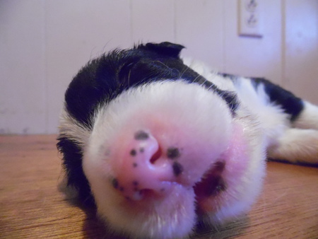 Little Panda