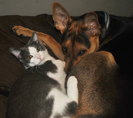 Pip and Nuggie