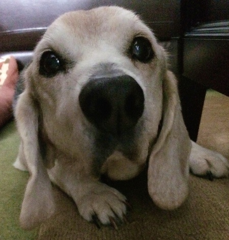 Brutus