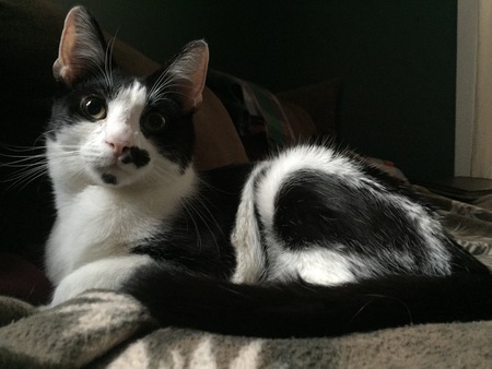 Chaplin