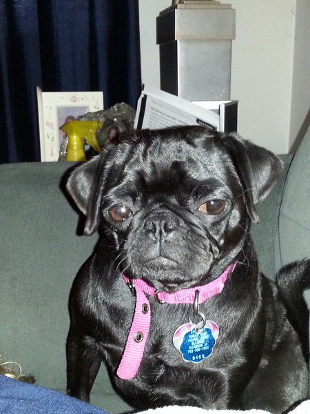 Peggy the pug