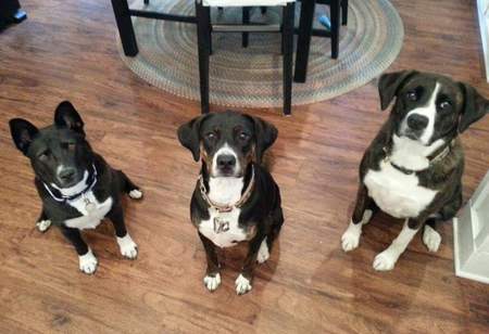 Sookie, Clementine, Betty