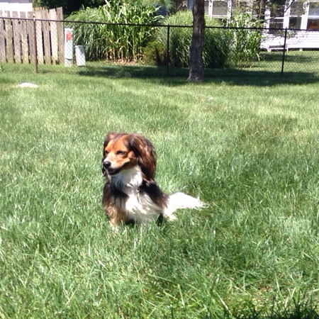 LuLu