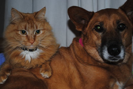 Angel and Momma Kitty