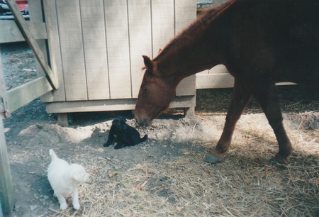 Baby Coco