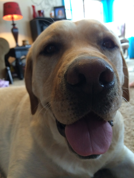 Dozer