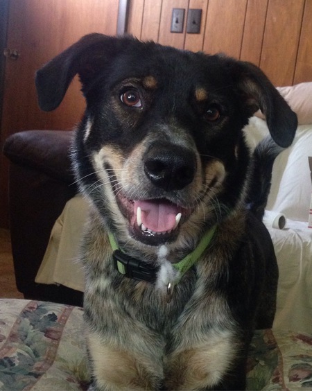 Bandit