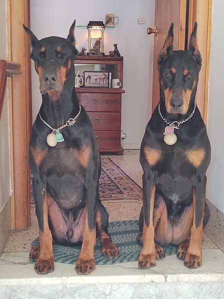 Gunner -Olive