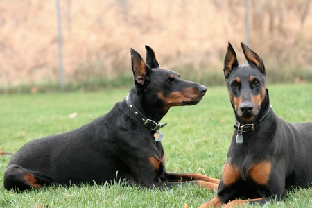 Soren and Aries