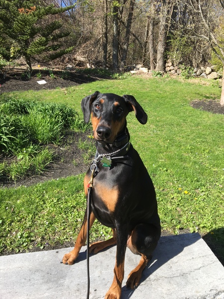 Bella