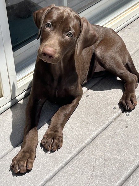 Gracie