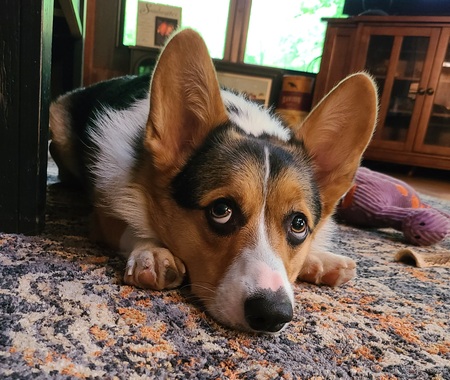 Ralphie