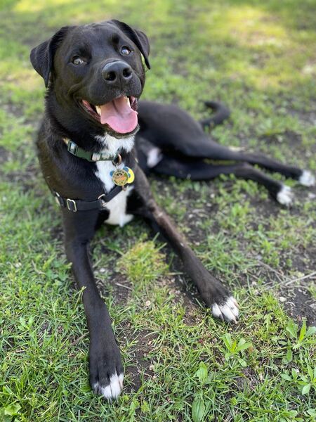 Loki