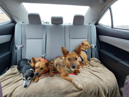 Bella, Sammy, Sage and Bulleit
