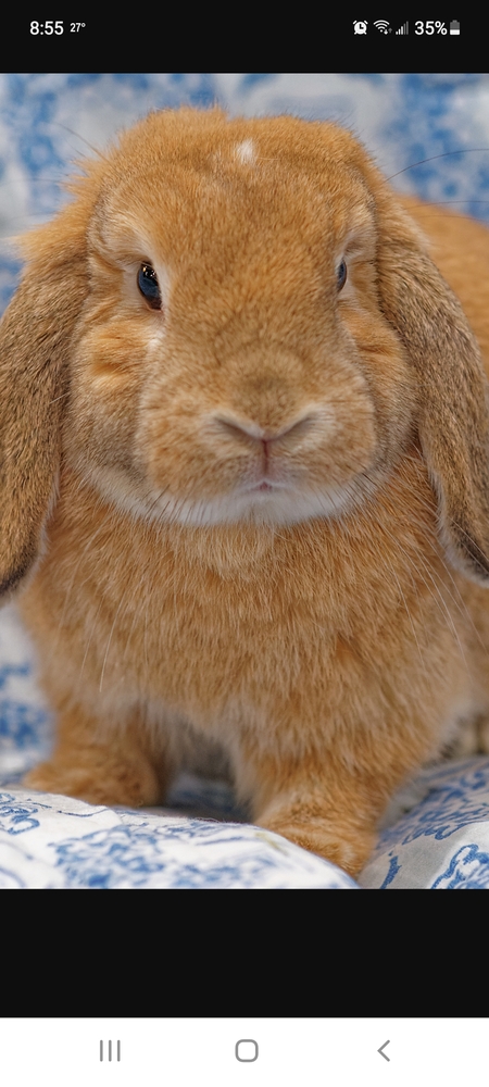 PIP