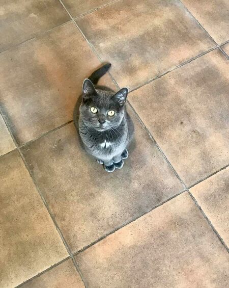 Oscar