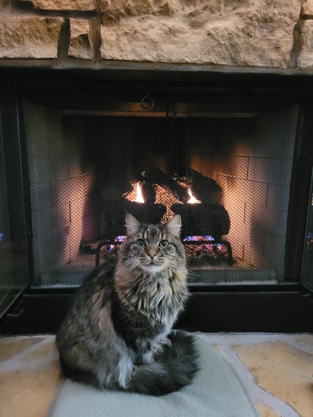 Pasha