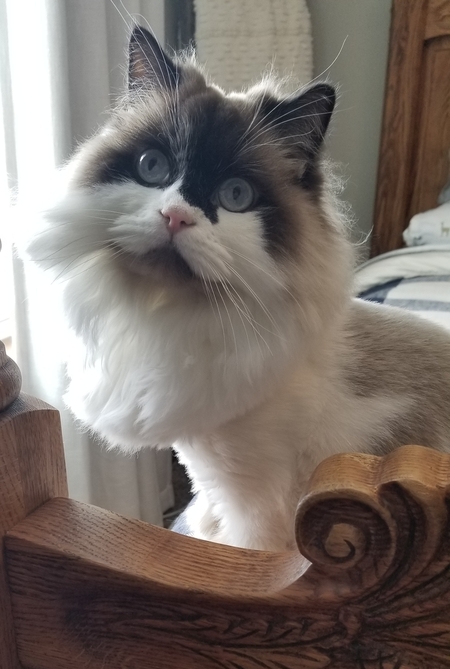 MAXWELL 