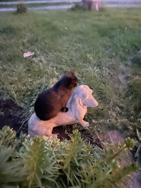 Kitz