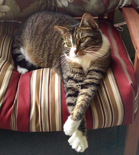 Willow