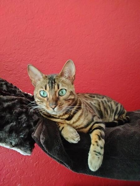 Sultana