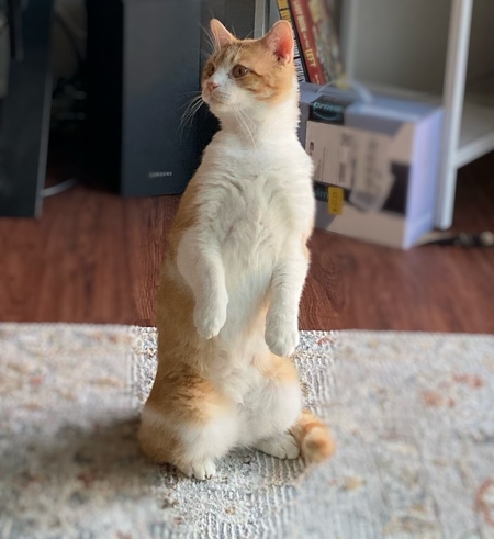 Gino