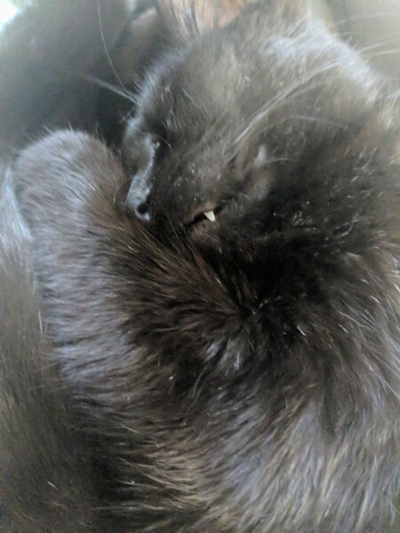 Bilbo