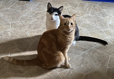 Jake and Elwood 