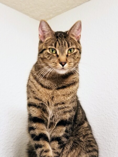 Loki