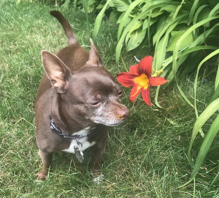 Toby