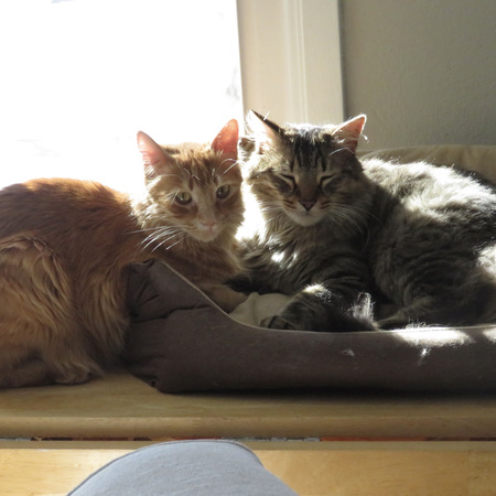 Cooper & Zilla