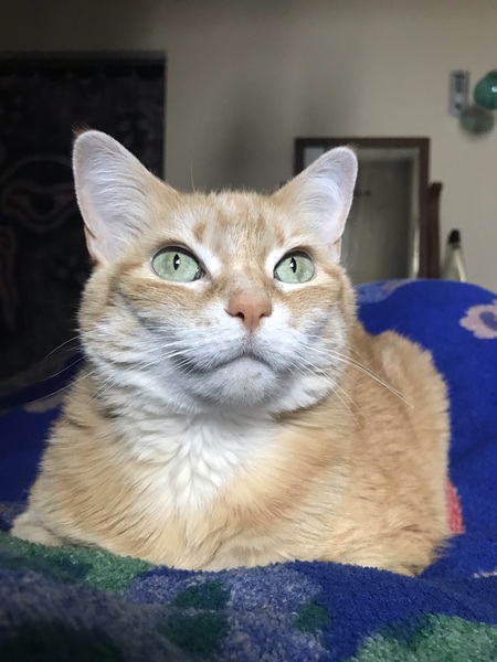 Roxy