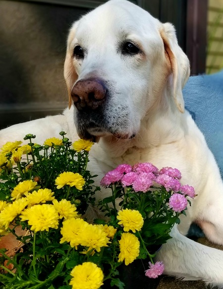 Buddy