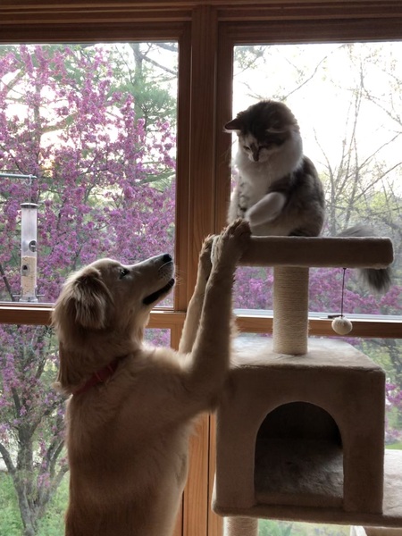 Gracie & Bingo