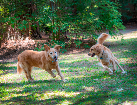 Abby with then foster Daisy