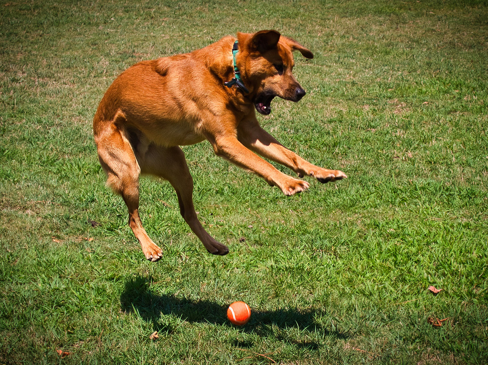 Vote for Moose | 2023 NRGRR Calendar Contest Vote for Moose | 2023 NRGRR Calendar Contest