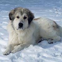 Remus