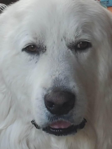 Polar