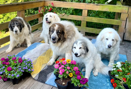 Marcus,  Toby,  Stryker,  Merci and Halo