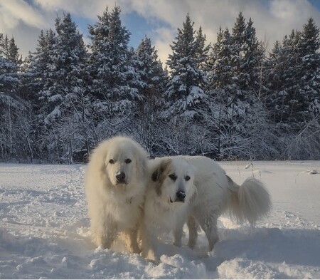 Bello and Fizzy 