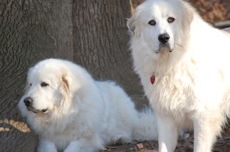 Riley & Roman