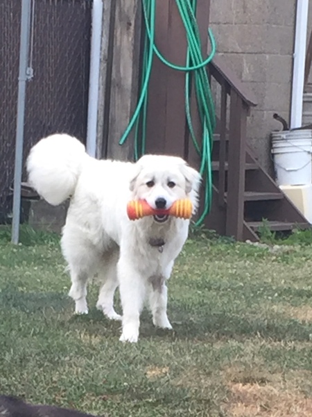 Bellatrix