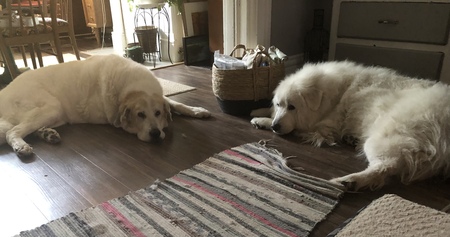 Roscoe and Lucy